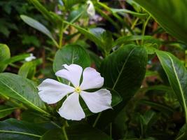 macrofoto van witte bloem catharanthus roseus bloeiend in de tuin foto