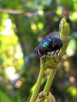 een groene vlieg zit bovenop een jong blad foto