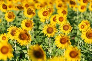 zonnebloem geel en oranje kleurrijk in bloesemseizoen van zonnebloem tijdens de zomer in landelijke boerderij, veld voor biologische zaadteelt en oogst van zonnebloemolielandbouw foto