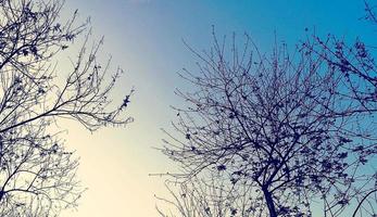 takken van bomen in blauwe lucht. foto