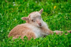 bruin lam ligt op een groene weide foto