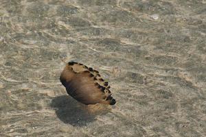 kompaskwallen - chrysaora hysoscella- zwemmen in het vlakke water van de Atlantische Oceaan in bretagne, frankrijk foto