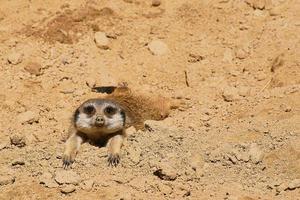 kleine meerkat is aan het chillen op de aarde en kijkt in de camera foto
