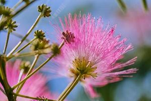 bloesem van een Perzische zijdeboom foto