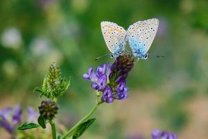 mannelijke en vrouwelijke blauwe vlinder foto