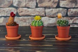 drie bloeiende cactussen in oranje plantenpotten op houten ondergrond voor een muur foto