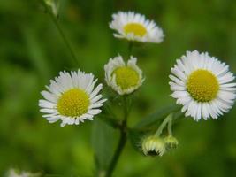 wilde madeliefjebloem. foto