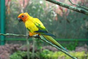 de zonneparkiet, zeer sociale vogels. zonparkiet op boomtak. foto