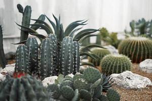 cactus close-up op zand in cactustuin foto