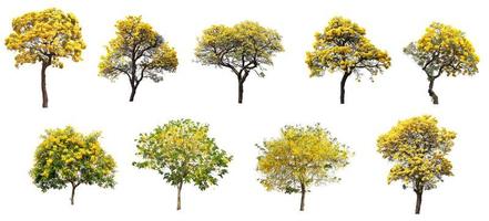 de collectie set van geïsoleerde goudgele cortez bloem bloesem bomen op een witte achtergrond voor lente en zomer seizoen design foto