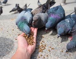 menselijke hand die de vogel voedt
