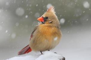 kardinaal in de sneeuw foto