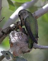 de vrouwelijke kolibrie van Anna voedt een kuiken