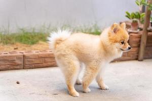 schattige kleine Pommeren hond die uit het voorbereide gebied poept. hond terriër poepen op park met het grasveld, hond poepen in de tuin foto