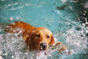 labrador retriever maken opspattend water in het zwembad. hond zwemmen. foto