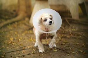 oude hond draagt elizabeth kraag wandeling in het park. zieke hond draagt kegelhalsband. foto