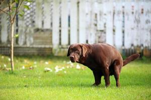 labrador retriever kak, hond in het park, hondenpoep foto