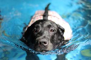 Labrador retriever zwarte kleur draag reddingsvest en zwem in het zwembad. hond zwemmen. foto