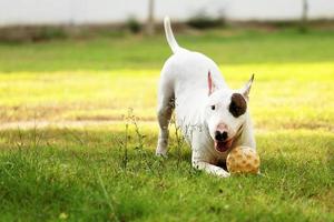 bull terrier hond spelen met gele bal in het park foto