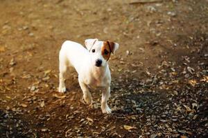 jack russell terrier losgelaten in het park. hond uitlaten. foto