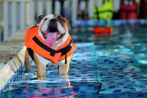 Engelse buldog, reddingsvest voor honden in zwembad foto