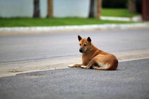 hond van gemengd ras die naast de weg ligt foto