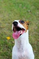 hond grappig gezicht portret. jack russel terrier lachend hebben gras achtergrond. foto