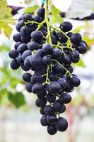 grote tros rode wijndruiven hangen aan een wijnstok, warm. rijpe druiven met groene bladeren foto