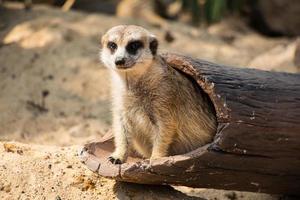 meerkat graaf het gat foto