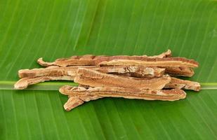 ganoderma lucidum op bananenblad foto