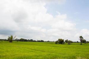 groene rijstveld achtergrond foto