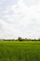 weide met groen gras en blauwe lucht met wolken foto