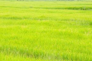 groene rijstvelden in het zuiden van thailand foto