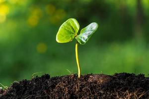 jonge plant in het ochtendlicht foto