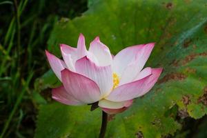 roze lotus in groene bladeren foto