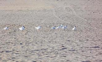 zwerm meeuwen wandelen in het zand foto