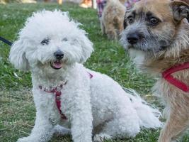 borderterriër en poedel samen in het park foto