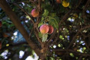 twee pruimen hangen aan de boom foto