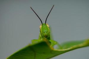 macrofotografie het gezicht van een groene sprinkhaan zat om limoenblaadjes te eten, hoofd close-up. foto