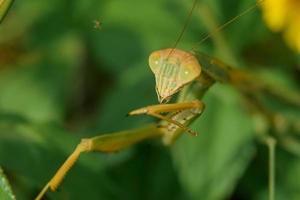 Foto extreme close-up van de bidsprinkhaan bij het jagen op een klein insect met een wazige groene achtergrond, macrofotografie.