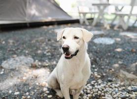 schattige witte Thaise hond zit in de campingtuin op de rotsvloer, vriendelijk huisdier foto