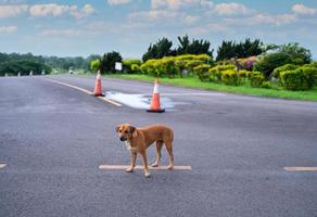 bruine Thaise dakloze hond die alleen op lege weg staat foto