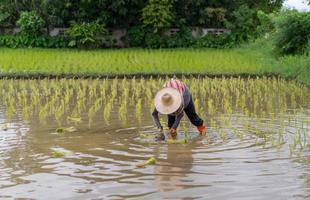 niet-geïdentificeerde Aziatische boer die rijst plant in een vers groen rijstveld foto