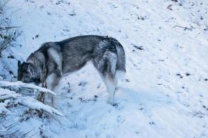 hond of grijze wolf op een besneeuwde bergweg foto