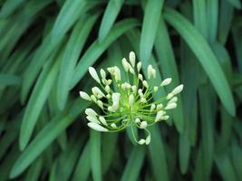 lichtgroene agapanthusbloem tegen groene bladachtergrond foto