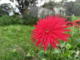 natuurlijke bloem foto