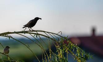 vogel met insect in snavel staande op tak foto