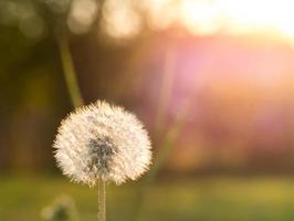 paardebloem met macro-opname met tegenlicht foto