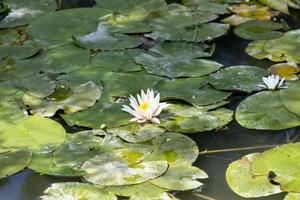 lotus waterlelie in vijver foto