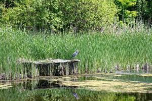 vogel op vijver foto